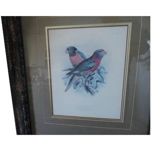 St. George Jackson Mivart, Hand Colored, Plates 31 and: This is a pair of framed ornithological prints, created in 1896. The professionally framed, and matted lithographs are plates from the monograph "The Loriidae" or Lory. We have plates 31, Massena's