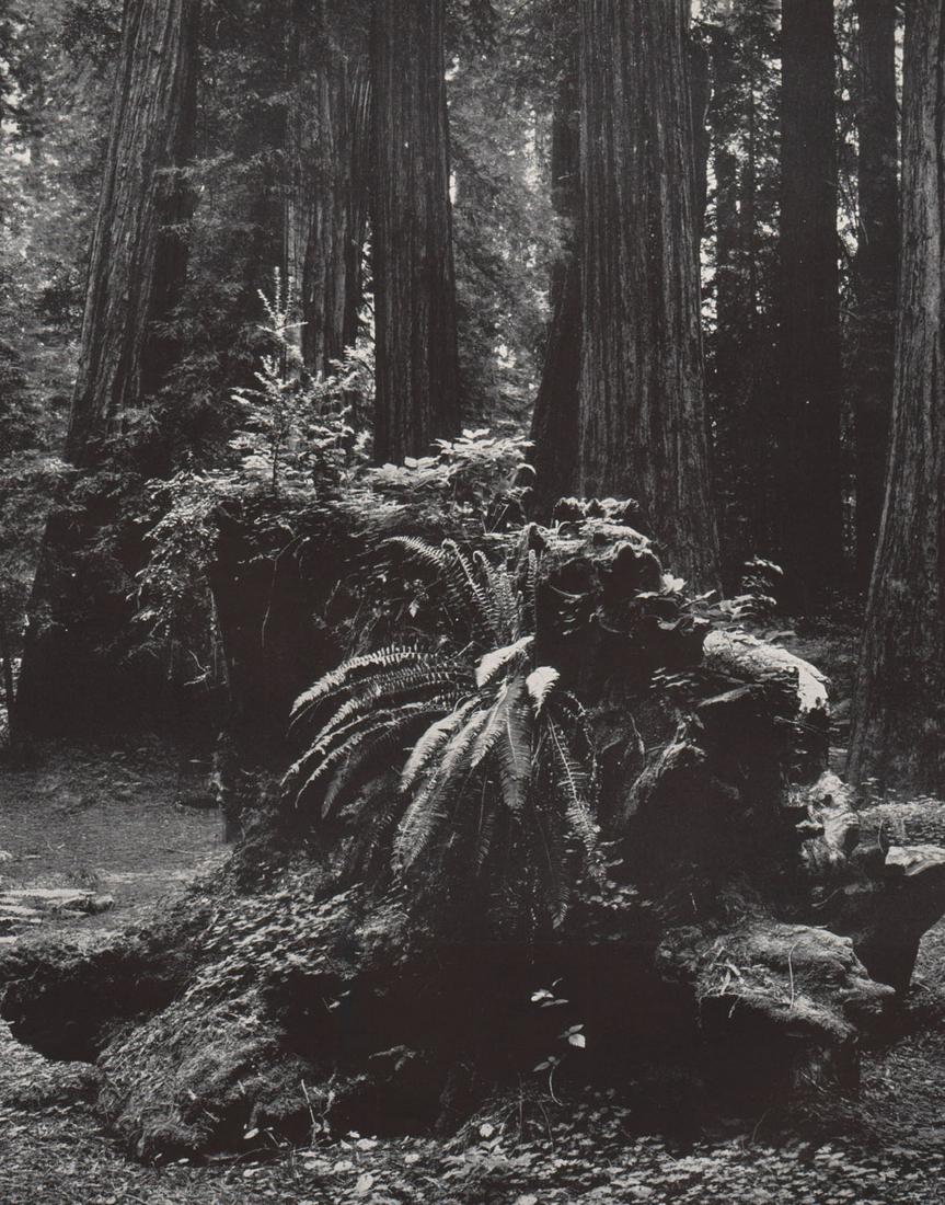EDWARD WESTON - Coast Redwoods: Artist: EDWARD WESTON Print Title:Coast Redwoods Medium: Photoengraving Printed in USA in 1940’s Image Size approx: 9 x 7” Edward Weston 1886-1958) was a 20th-century American photographer, consid