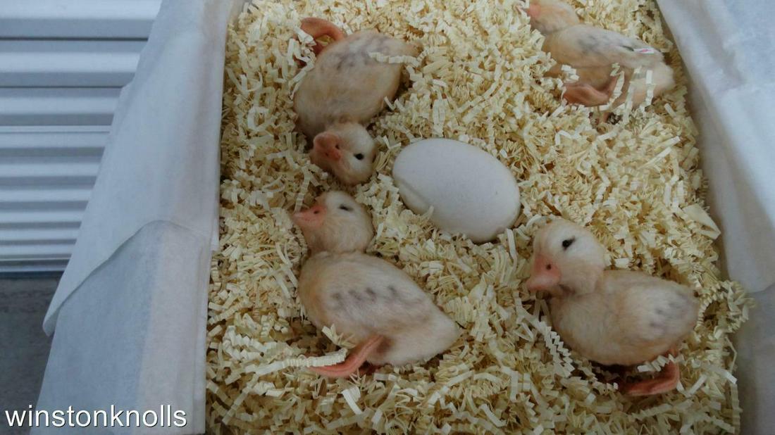 R. JOHN WRIGHT BEATRIX POTTER JERMIA'S DUCKLINGS: R. JOHN WRIGHT BEATRIX POTTER JERMIA'S DUCKLINGS SPECIAL SAMPLE COA MIB SLEEVE R JOHN WRIGHT BEATRIX POTTER'S JERIMA'S DUCKLINGS SPECIAL SPECIAL THIS IS A SAMPLE SAMPLE COA IN BOX WITH CARTBOARD SLEEV