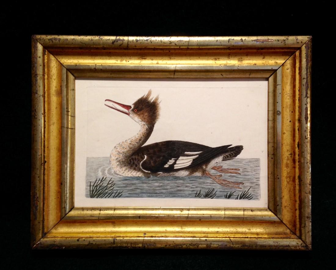Dated 1800 Merganser Copperplate Engraving (1 of 4)
