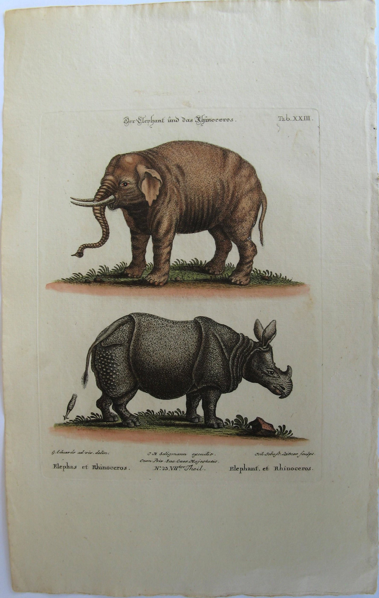 George Edwards: Elephand & Rhinoceros from "A Natural: Artist: George Edwards Title: Elephand & Rhinoceros from "A Natural History of Uncommon Birds...and other animals" Printing Date: 1770-73 Medium: Hand-colored engraving Size/Format: 17 x 10.75 inches 