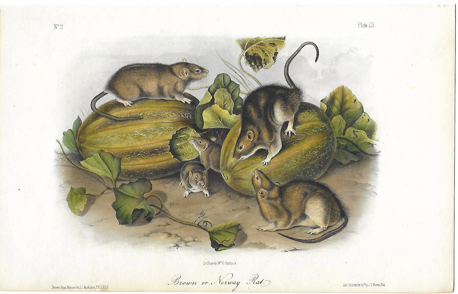John James Audubon: "The Quadrupeds of North America" -: Artist: John James Audubon Title: "The Quadrupeds of North America" - Brown or Norway Rat Printing Date: 1849-1854 Medium: Hand-colored lithograph Size/Format: 6.5 x 10.5 inches Publisher: V. G. Audub
