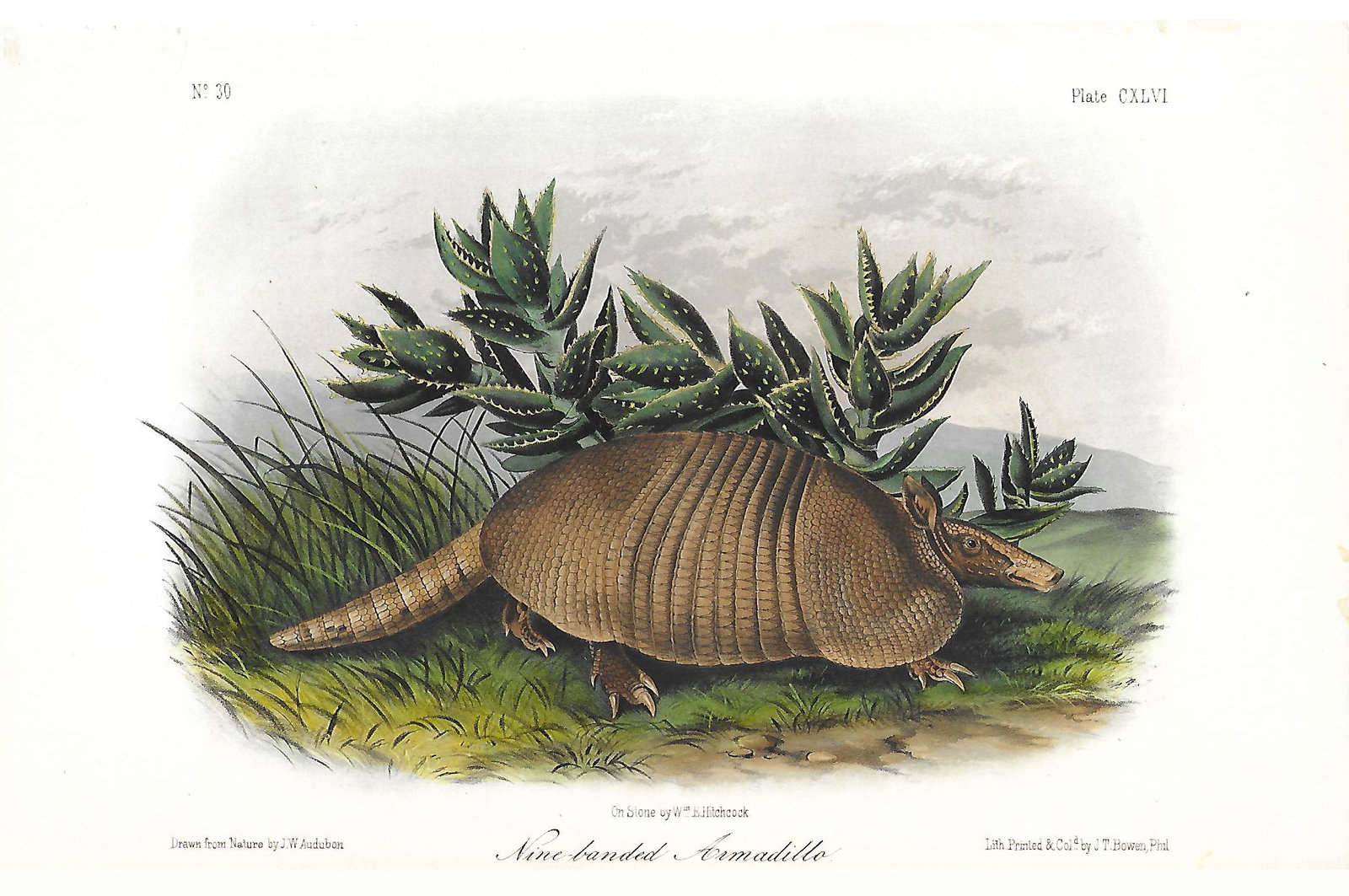 John James Audubon: "The Quadrupeds of North America" -: Artist: John James Audubon Title: "The Quadrupeds of North America" - Nine-banded Armadillo Printing Date: 1849-1854 Medium: Hand-colored lithograph Size/Format: 6.5 x 10.5 inches Publisher: V. G. Aud