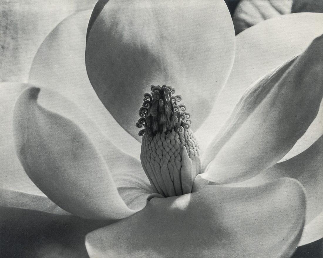 IMOGEN CUNNINGHAM - Magnolia Blossom, 1925 (1 of 1)