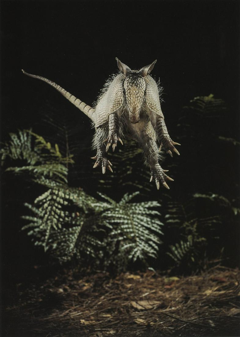 BIANCA LAVIES - Armadillo Fright Response, Florida (1 of 1)