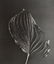 BARBARA MORGAN - Funkia Leaf, 1950, Solarized