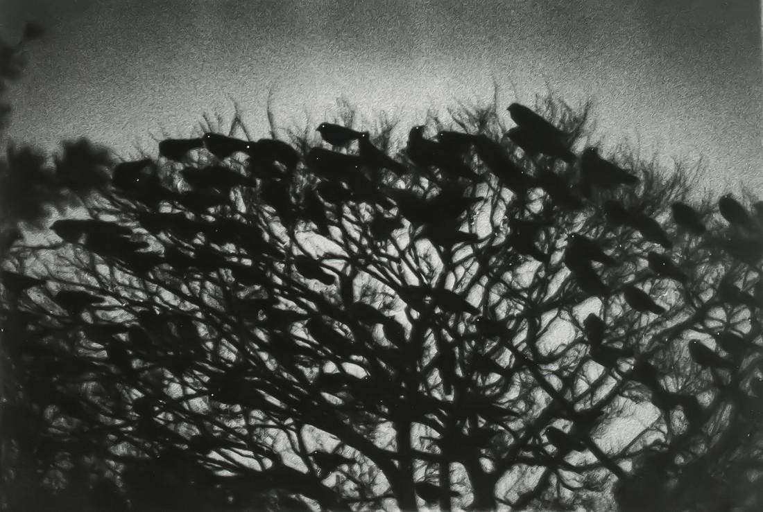 MASAHISA FUKASE - Ravens, Kanazawa, 1977: Artist: Masahisa Fukase Title: Ravens, Kanazawa, 1977 Medium: Photo Litho, 1998, USA Dimensions: 7.6x5.15" Heat Wax Mounted on 8.5x11" Conservation Board Masahisa Fukase (1934 - 2012) was a Japanese p