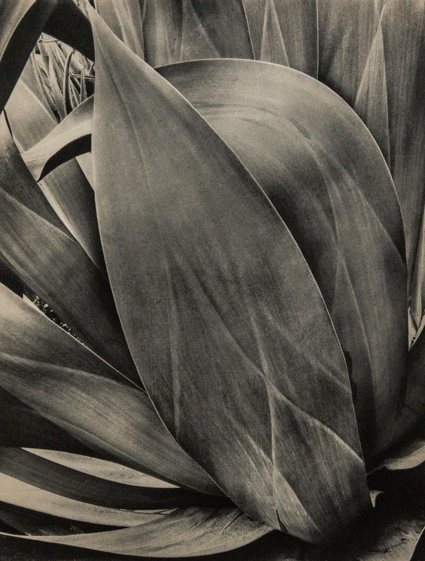 BRETT WESTON - Cactus Study (1 of 1)