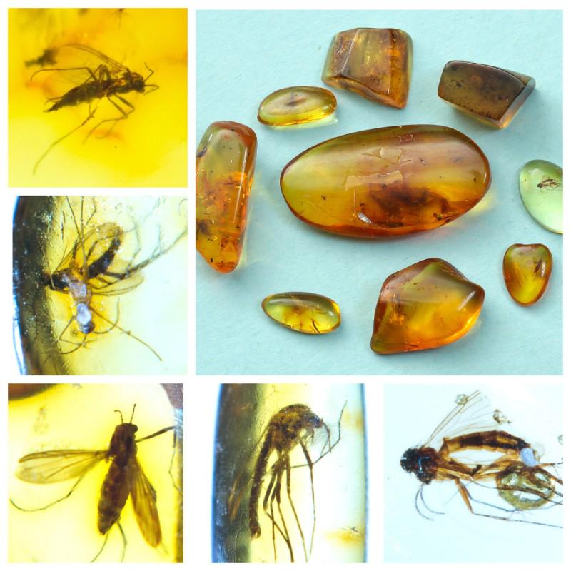 Collection of 100% natural Baltic amber 9 stones: Collection of 9 natural Baltic amber stones. Each stone with inclusion. Weight: 4.96 gram Size: 6-30 mm Stone: 100% natural Baltic amber Age: 45-50 million years old Treatment: no Tested 100% natural 