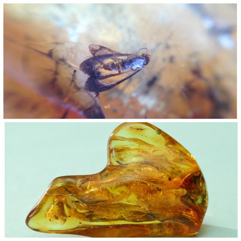 48 g. 100% natural Baltic amber stone fossil with: Weight: 48 gram Size: 25x51x83 mm Inclusion: Fly (Diptera) Age: 45-50 million years old Stone: 100% natural Baltic amber Treatment: no Tested 100% natural Baltic amber: floats in salt water and smells