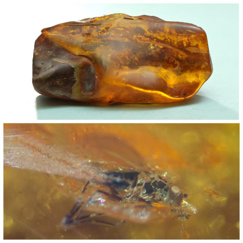 63 g. 100% natural Baltic amber stone fossil with: Weight: 63 gram Size: 31x35x79 mm Inclusion: Fly (Diptera) Age: 45-50 million years old Stone: 100% natural Baltic amber Treatment: no Tested 100% natural Baltic amber: floats in salt water and smells