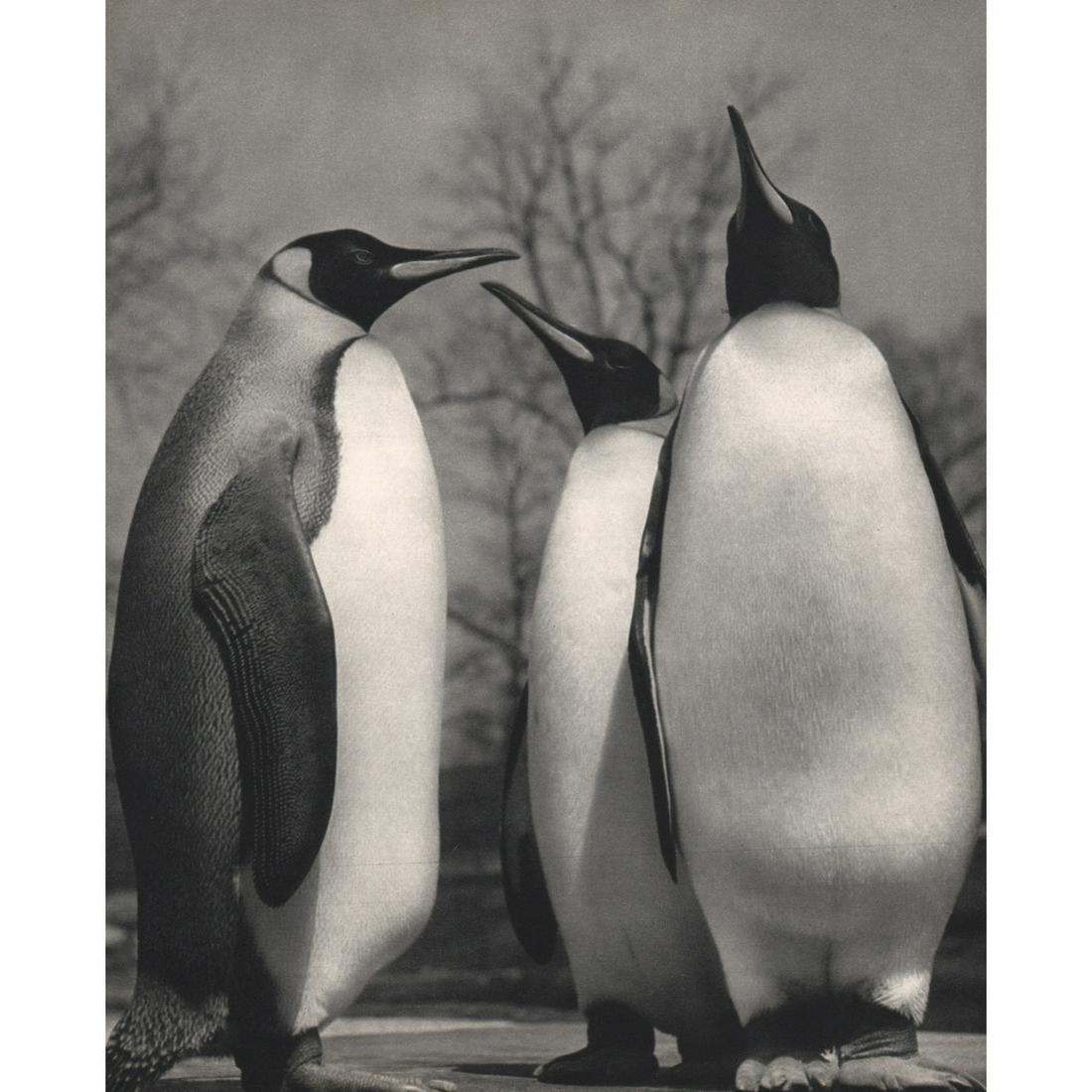 YLLA - Penguins: Artist: YLLA Print Title: Penguins Medium: Sheet-fed Gravure Printing Date: 1950's Printed in France Image size approx. 10.5 x 8.5 inches Ylla (1911-1955) was a Hungarian photographer who specialized 