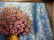 Oil painting Still life Zosenko Kupriyan - 4
