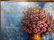 Oil painting Still life Zosenko Kupriyan - 5