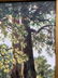 Oil painting Oak trees - 6