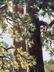 Oil painting Oak trees - 8