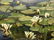 Oil painting Swamp Chernavsky Gennady - 6