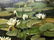 Oil painting Swamp Chernavsky Gennady - 7