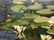 Oil painting Swamp Chernavsky Gennady - 8