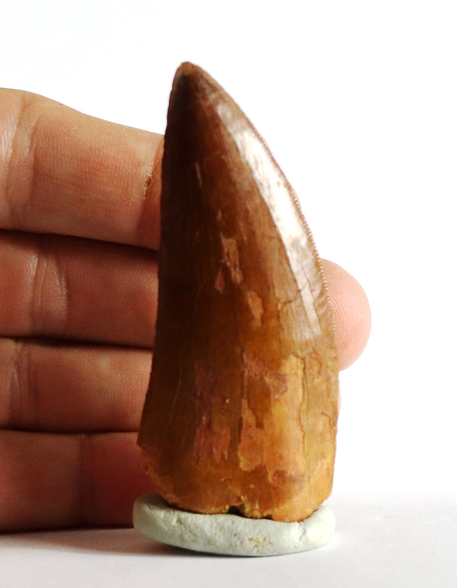 African T-Rex dinosaur tooth : Carcharodontosaurus: Title: African T-Rex dinosaur tooth : Carcharodontosaurus Age: Cretaceous -Tegana formation Findspot: Begaa, Kem-Kem basin ,Morocco Size of the fossil: 7.5 cm ( 2.75 inch ) Weight: 32 gr This is a nic