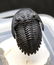 Flying trilobite with yellow eyes: Hollardops - 8
