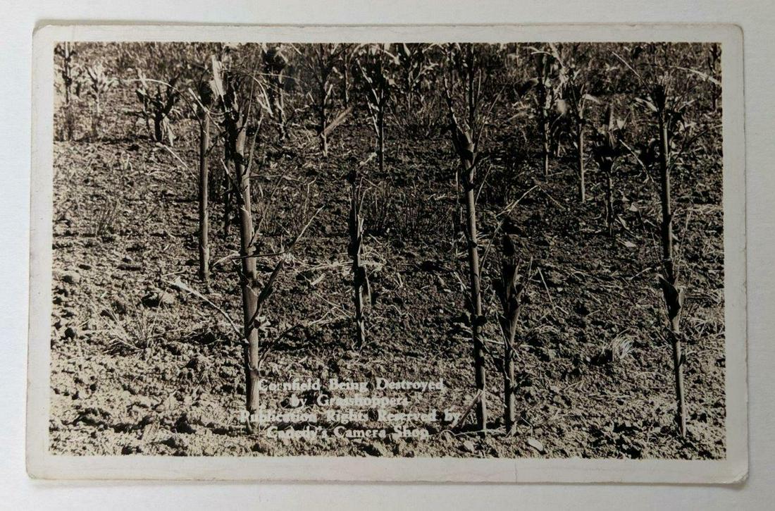 VINTAGE CORN CROP DESTROYED BY GRASSHOPPER s INSECT: VINTAGE CORN CROP DESTROYED BY GRASSHOPPER s INSECT DAMAGED CORNFIELD VINTAGE CORN CROP DESTROYED BY GRASSHOPPER s INSECT DAMAGED CORNFIELD Description Vintage Real Photograph Postcard; Title in negat