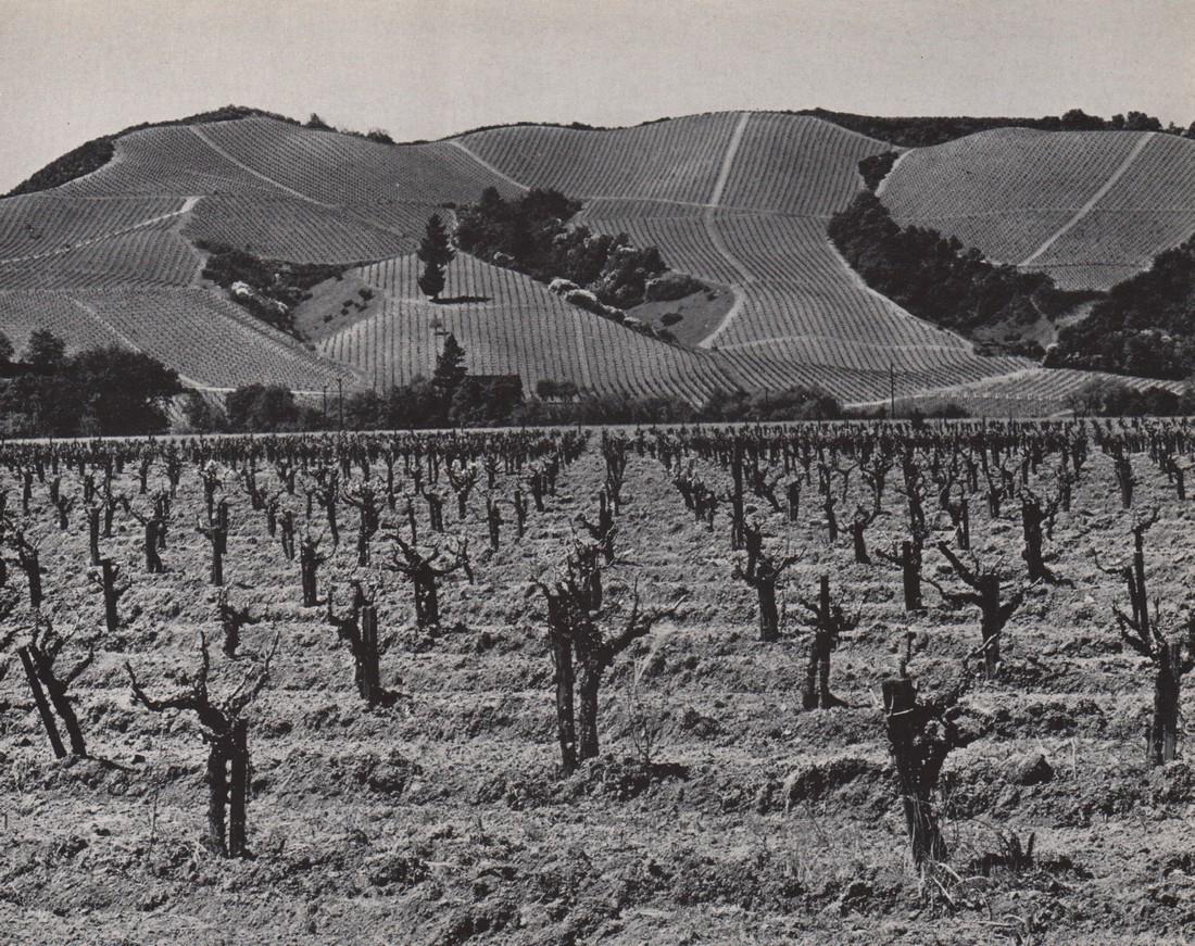 EDWARD WESTON - Vineyard, Clear Lake: Artist: EDWARD WESTON Print Title: Vineyard, Clear Lake Medium: Photoengraving Printed in USA in 1940’s Image Size approx: 7 x 9” Edward Weston 1886-1958) was a 20th-century American photographer,