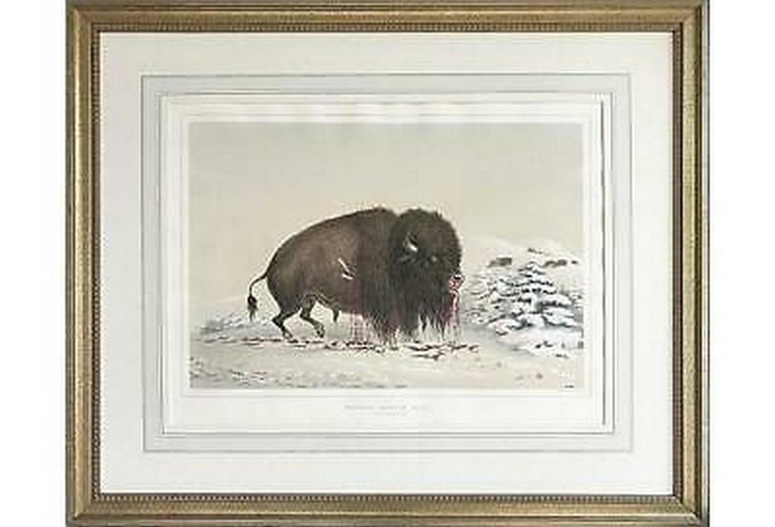 Original Antique George Catlin Native American Buffalo: Rare Antique Historical George Catlin Buffalo hunt hand colored large folio lithograph from his 1844 North American Indian Portfolio, a large folio production considered one of the most important 19th