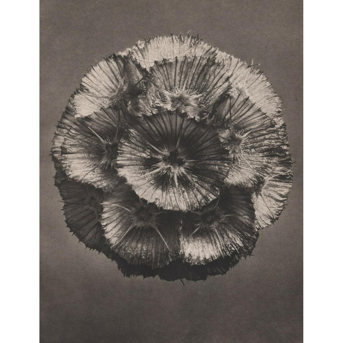 KARL BLOSSFELDT - Scabiosa prolifera: Artist: KARL BLOSSFELDT Print Title: Scabiosa prolifera Medium: Sheet-fed Gravure Printing Date: 1932 Printed in Germany Image Size approx: 10 X 8.5 inches Karl Blossfeldt (1865-1932) was a German pho