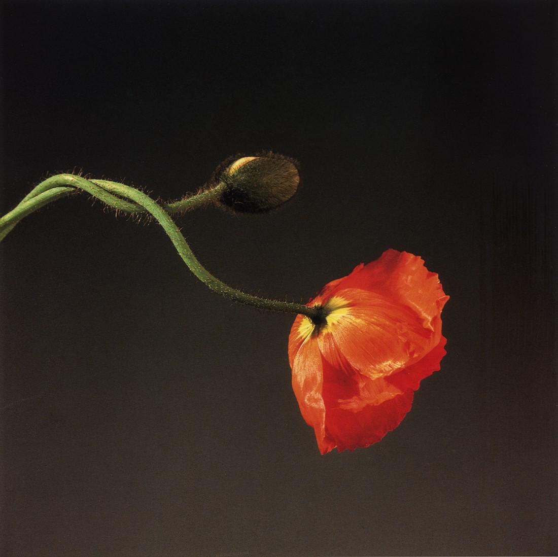 ROBERT MAPPLETHORPE - Poppy, 1988 (1 of 1)