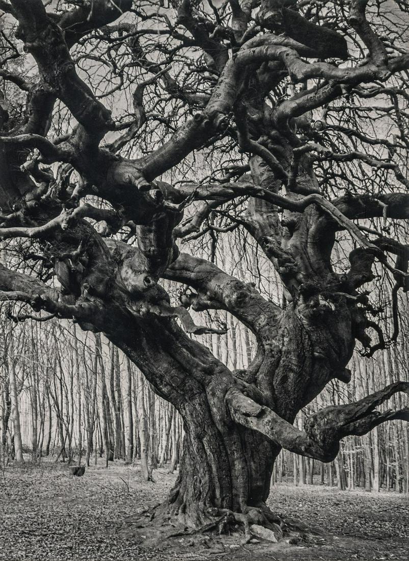 ALBERT RENGER-PATZSCH - Beech Tree, Suntel Mountains (1 of 1)