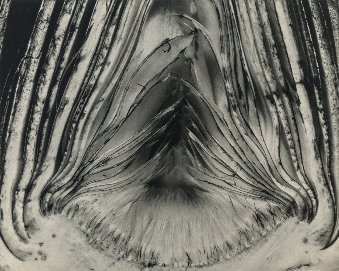 EDWARD WESTON - Artichoke Halved, 1930: Artist: Edward Weston Title: Artichoke Halved, 1930 Medium: Photo Litho, 1999, USA Dimensions: 8.75x7" Heat Wax Mounted on 8.5x11" Conservation Board Edward Henry Weston was a 20th-century American ph