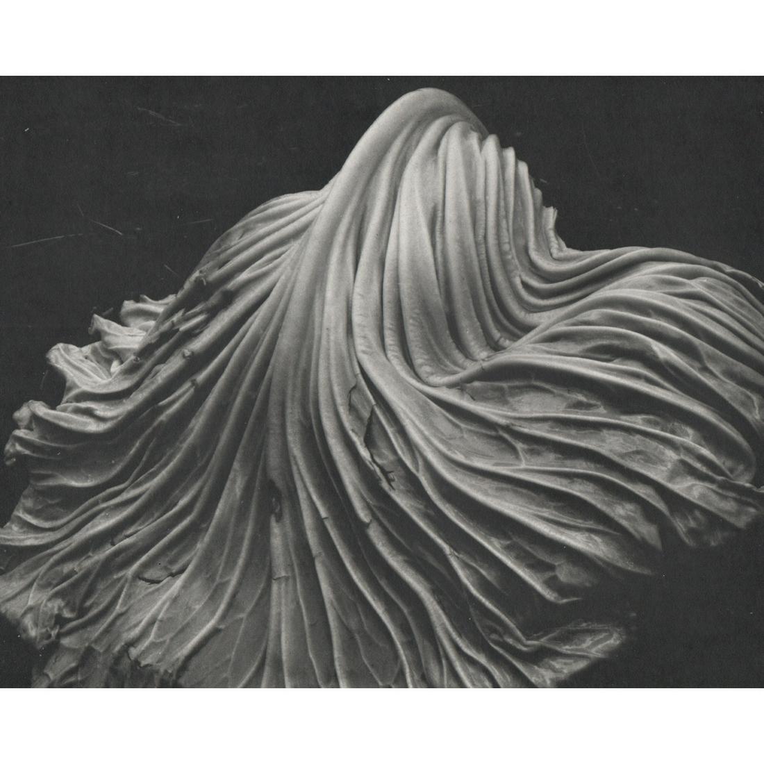 EDWARD WESTON - Cabbage Leaf: Artist: EDWARD WESTON Print Title: Cabbage Leaf An incredible printing from a now rare portfolio printed in the 1970s Medium: Sheet-fed Gravure Printing Date: 1970's Printed in the USA Image Size appr