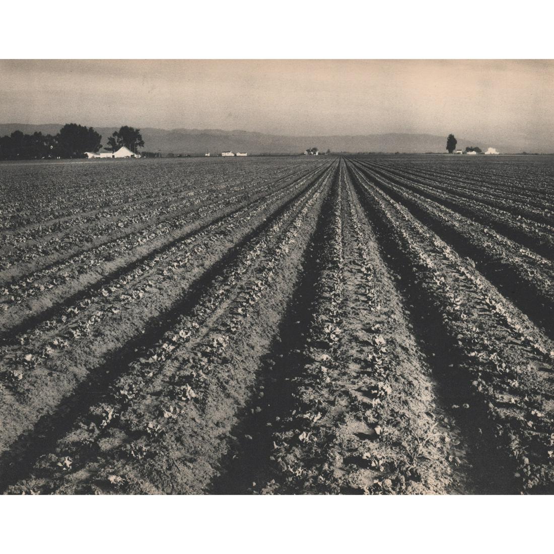 EDWARD WESTON - Lettuce Ranch: Artist: EDWARD WESTON Print Title: Lettuce Ranch Medium: Sheet-Fed Gravure Printing Date: 1930's Printed in the USA Image Size: 7.5 X 10 inches Edward Weston (1886-1958) was a 20th-century American ph