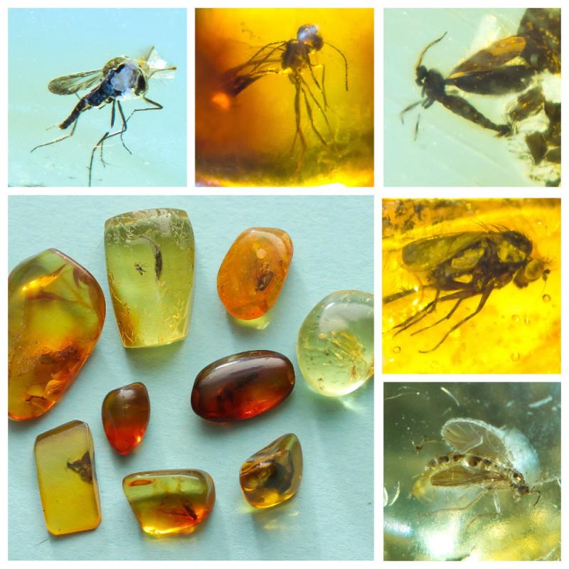 Natural Baltic amber, 9 stones fossils with insects, (1 of 10)