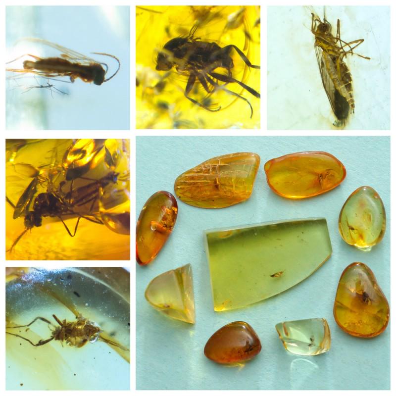 Collection of Baltic amber, 100% natural 9 stones: Collection of 9 natural Baltic amber stones. Each stone with inclusion. Weight: 2.72 gram Size: 6-22 mm Stone: 100% natural Baltic amber Age: 45-50 million years old Treatment: no Tested 100% natural 