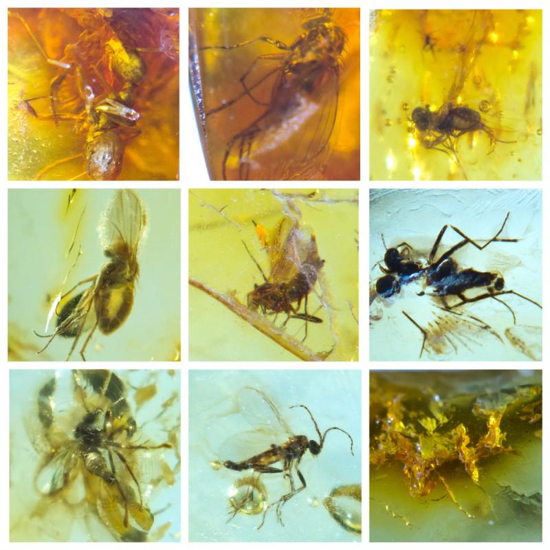 Beautiful collection of 100% natural Baltic amber 9: Collection of 9 natural Baltic amber stones. Each stone with inclusion. Inclusions Ant (Formicidae), Fly (Diptera). Weight: 3.18 gram Size: 10-22 mm Stone: 100% natural Baltic amber Age: 45-50 million