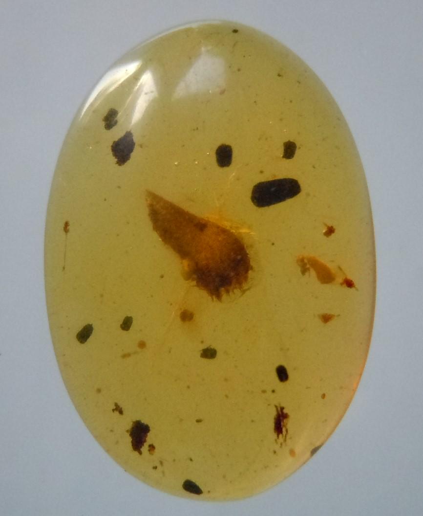 100 MILL YEARS OLD BURMITE AMBER WITH PLANT INCLUSION: Title: 100 MILL YEARS OLD BURMITE AMBER WITH PLANT INCLUSION Origin: Hukawang Valley, Kachin State, Myanmar Size: 1.5x1x0.4 cm / 0.55 gram Additional Information: clear yellow burmite amber with plant