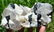 1265 Grams Beautiful Cap Stiknala Tourmaline Specimen - 2