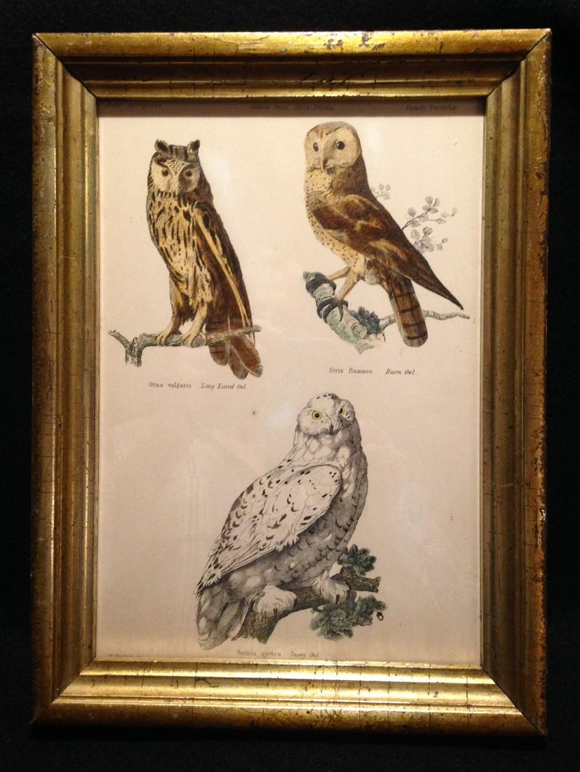 1860 Hand Colored Owls Engraving (1 of 5)