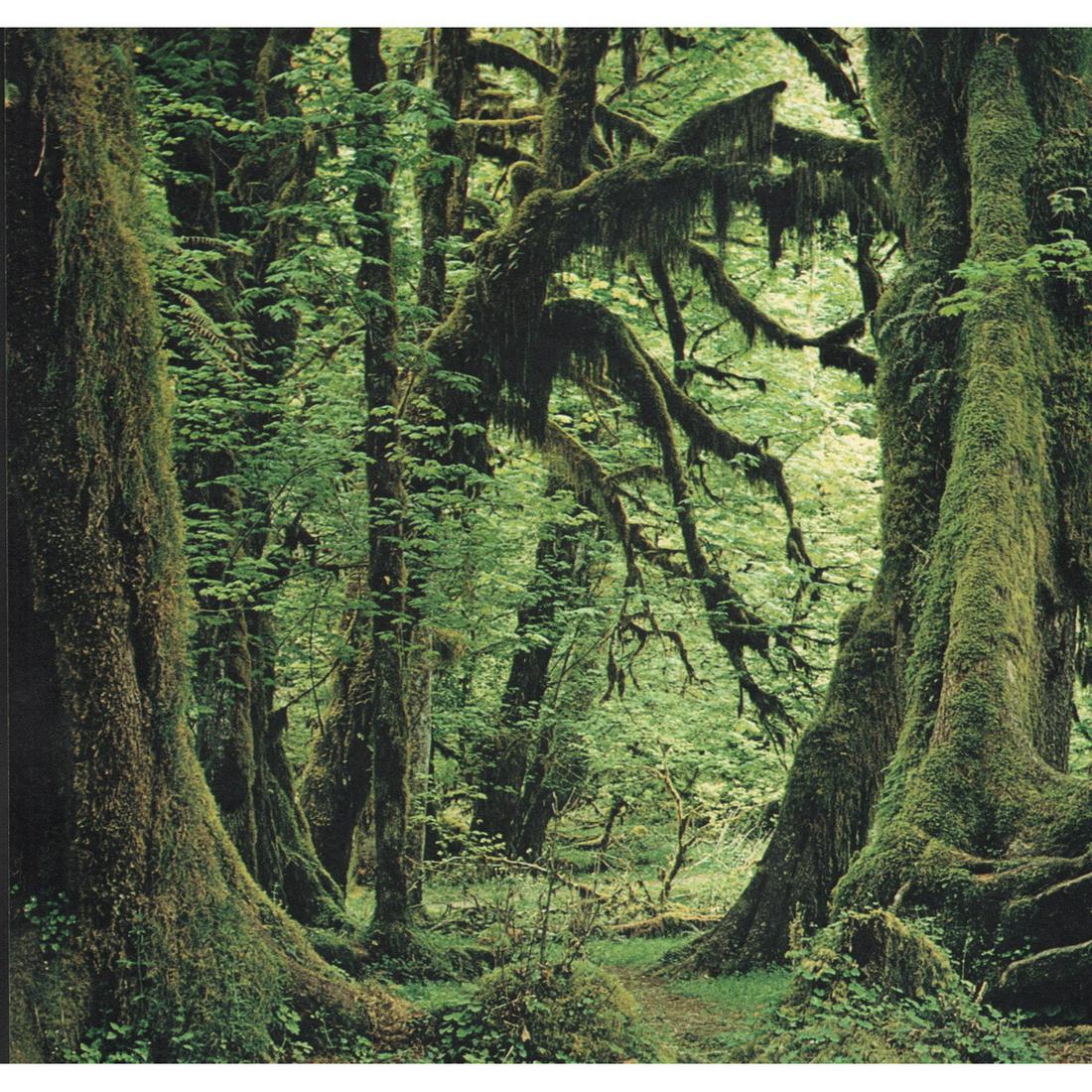 BETTY RANDALL - Coastal Forest, Olympic Peninsula: Artist: BETTY RANDALL Print Title: Coastal Forest, Olympic Peninsula, Washington Medium: Color Sheet-fed Gravure Printing Date: 1960's Printed in Switzerland Image size approx. 9 x 9.5 inches Reserve: