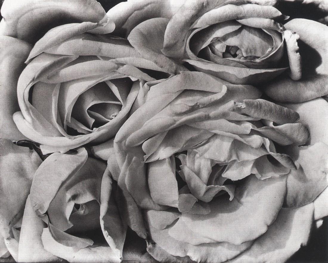 Roses Mexico/モドッティ/ポスター 71Y2+C4G-dL._UF894,1000_QL80_.jpg