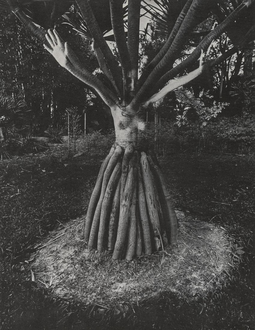 JERRY UELSMANN - Untitled, 1978 (1 of 1)