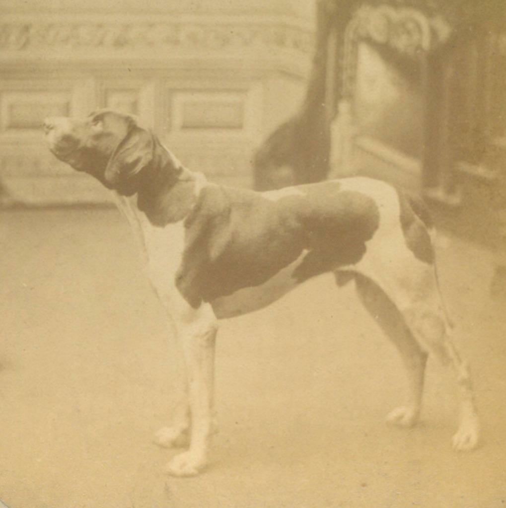 ca. 1880 DOG in PERFECT STANCE - BEAGLE or FOX HOUND ?: ca. 1880 DOG in PERFECT STANCE - BEAGLE or FOX HOUND ? HUNTING DOG PET PORTRAIT Description: Circa 1880s Stereoview; Portrait of a dog in perfect stance, appears to be a beagle or foxhound. Photograph