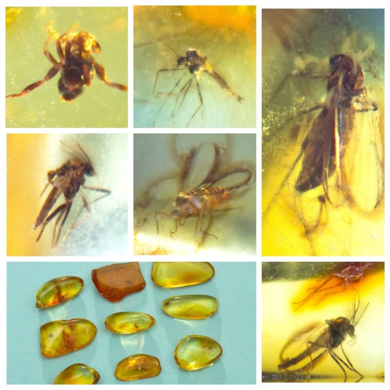 Inclusions in natural Baltic amber, 9 Gemstones fossils (1 of 14)