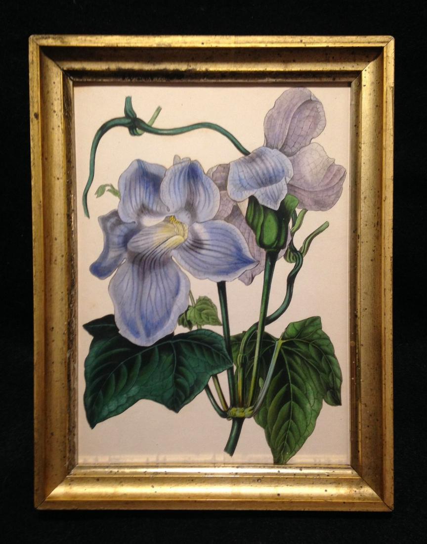 C1840 Hand Colored Engraving Of A Blue Iris. (1 of 2)