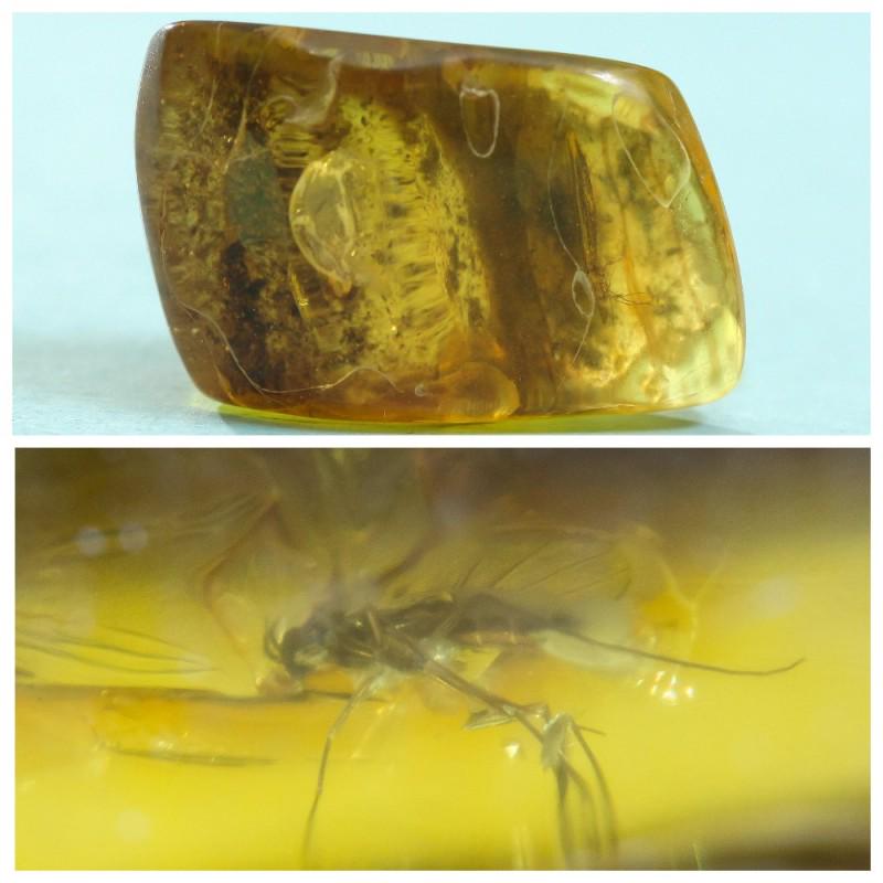 12.5 gram 100% natural Baltic amber stone fossil with: Weight: 12.5 gram Size: 18x24x37 mm Inclusion: Fly (Diptera) Age: 45-50 million years old Stone: 100% natural Baltic amber Photo of insects made with zoom Treatment: no Condition: as on the photo (goo