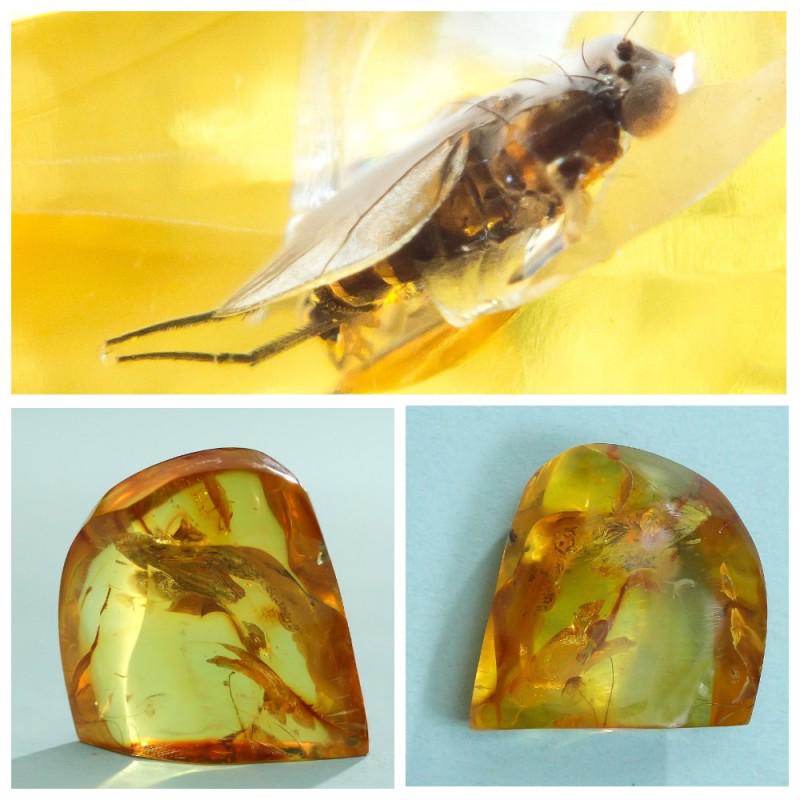 14 g. 100% natural Baltic amber stone fossil with (1 of 8)