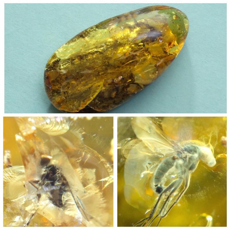 34 g. insects in 100% Natural Baltic amber stone 3 (1 of 11)