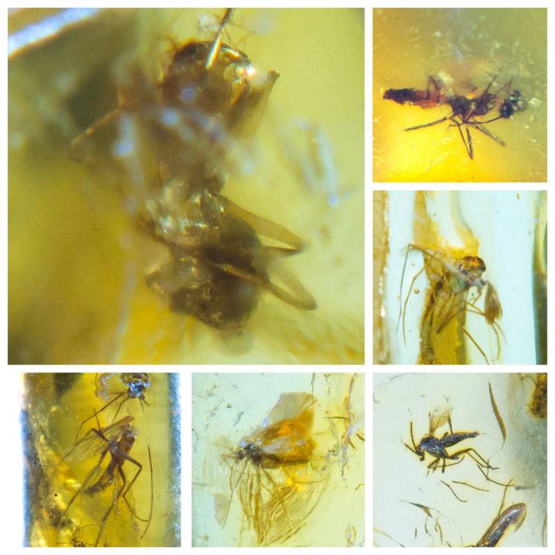 Unique collection of 100% natural Baltic amber 9 stones: Collection of 9 natural Baltic amber stones. Each stone with inclusion. Inclusions Ant (Formicidae), Fly (Diptera). Weight: 3.86 gram Size: 4-27 mm Stone: 100% natural Baltic amber Age: 45-50 million 